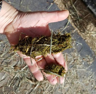 L&rsquo;Importance des Soins Dentaires Chez le Cheval Vieillissant