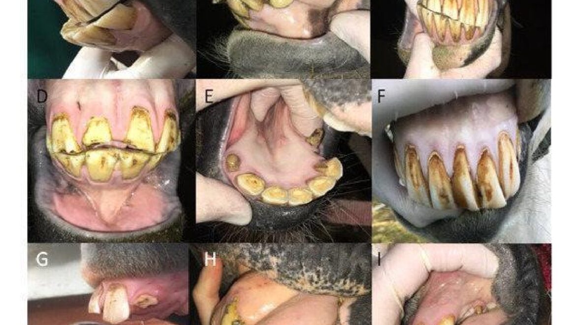 Les Soins Dentaires Essentiels pour les Chevaux : Une Étude Met en Lumière l’Importance des Incisives
