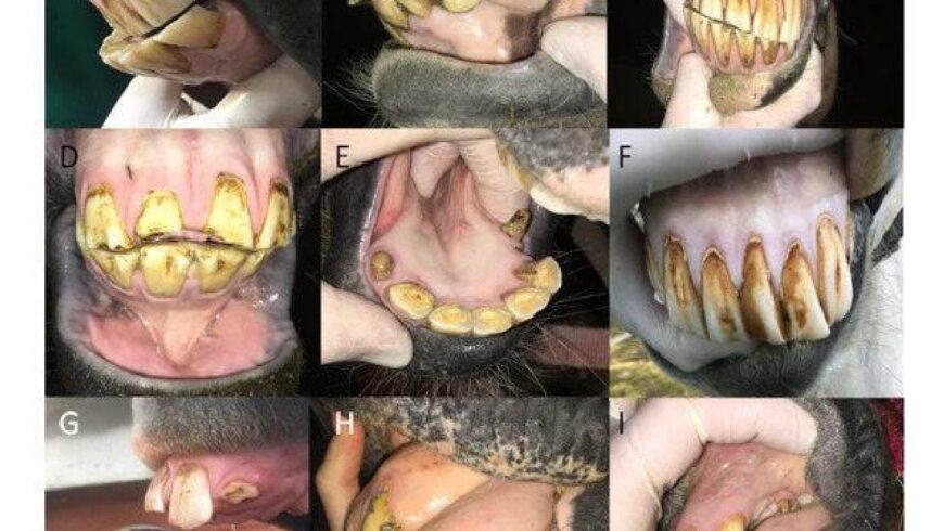 Les Soins Dentaires Essentiels pour les Chevaux : Une Étude Met en Lumière l&rsquo;Importance des Incisives