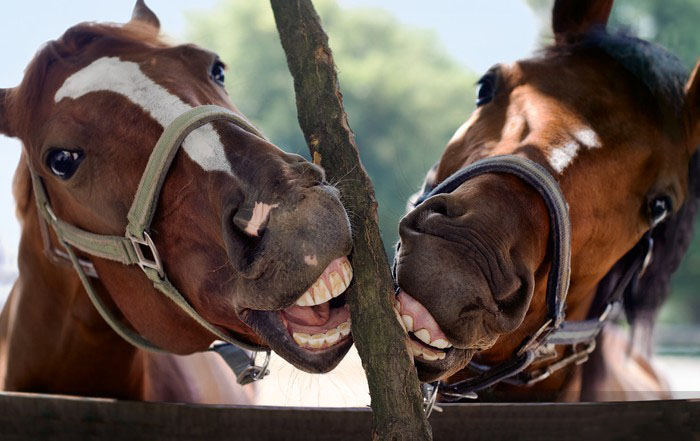 Des Sourires Éclatants et des Chevaux Heureux